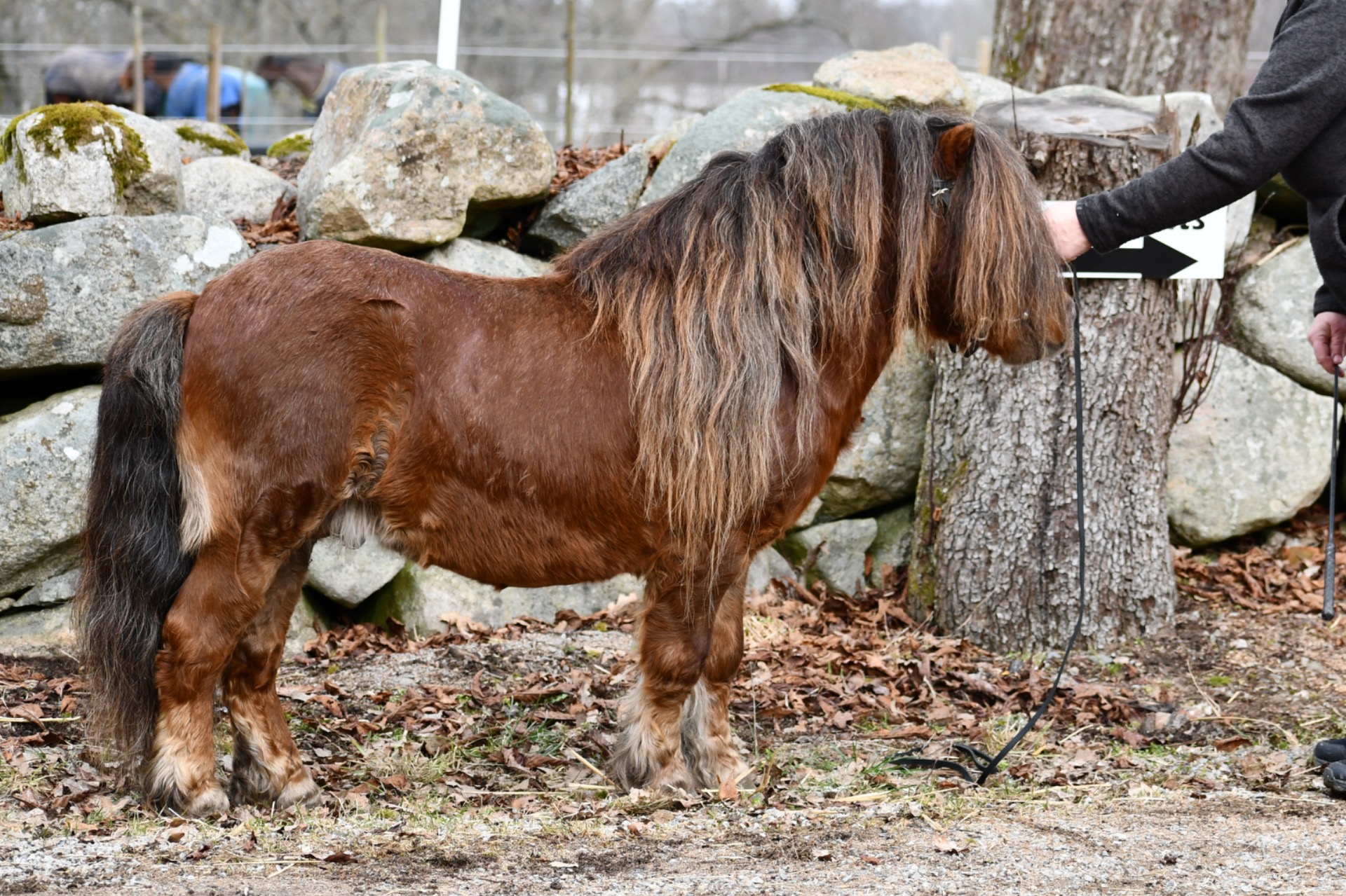 Champion minihingst