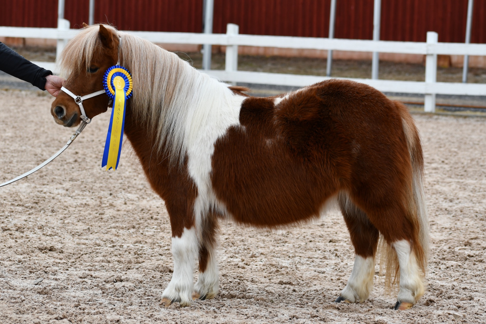 Champion ministo