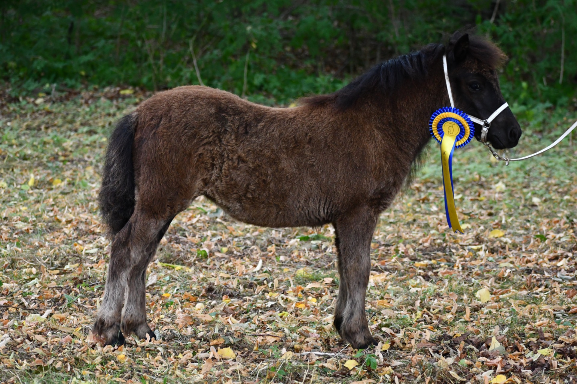 Champion föl