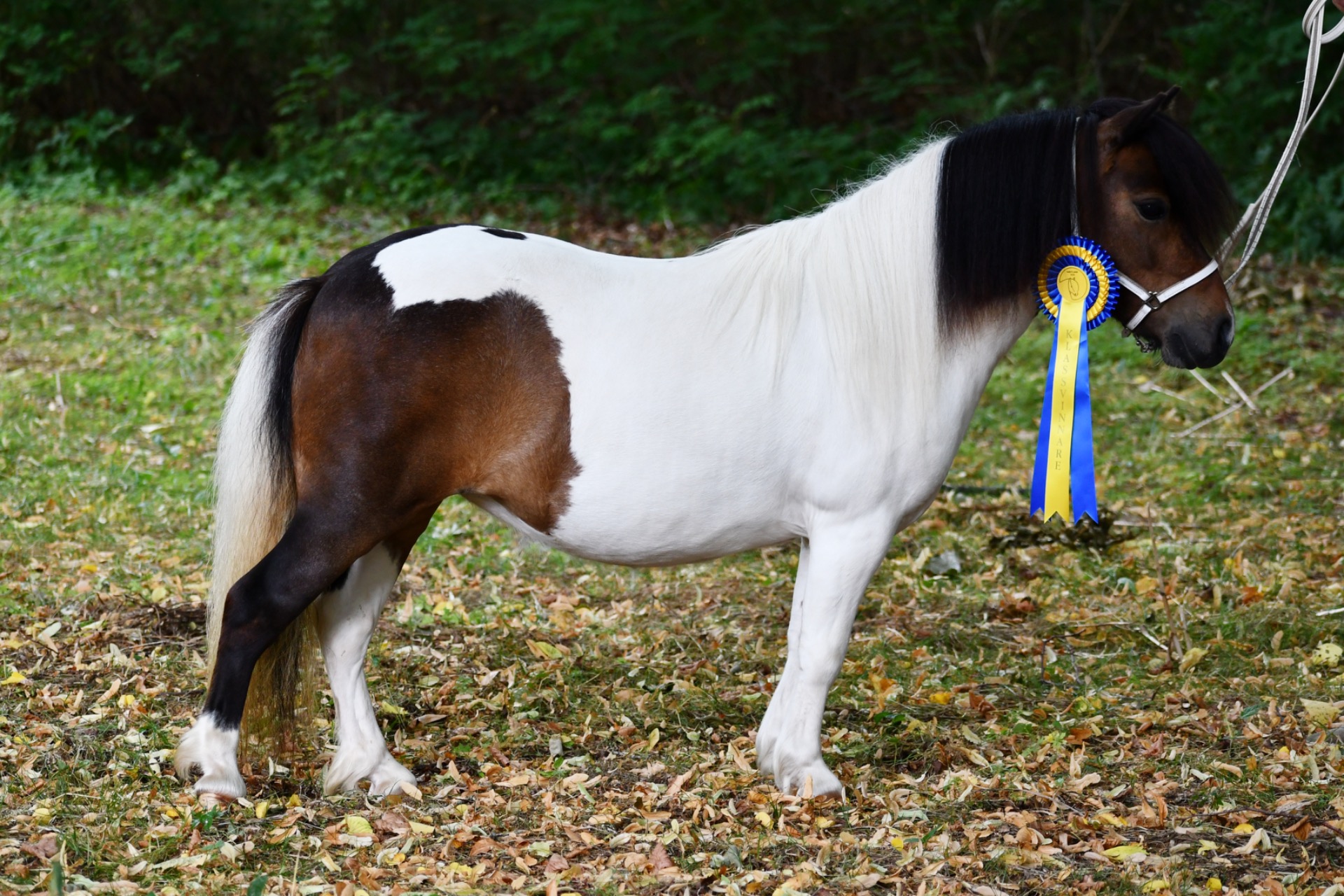 Champion miniungsto