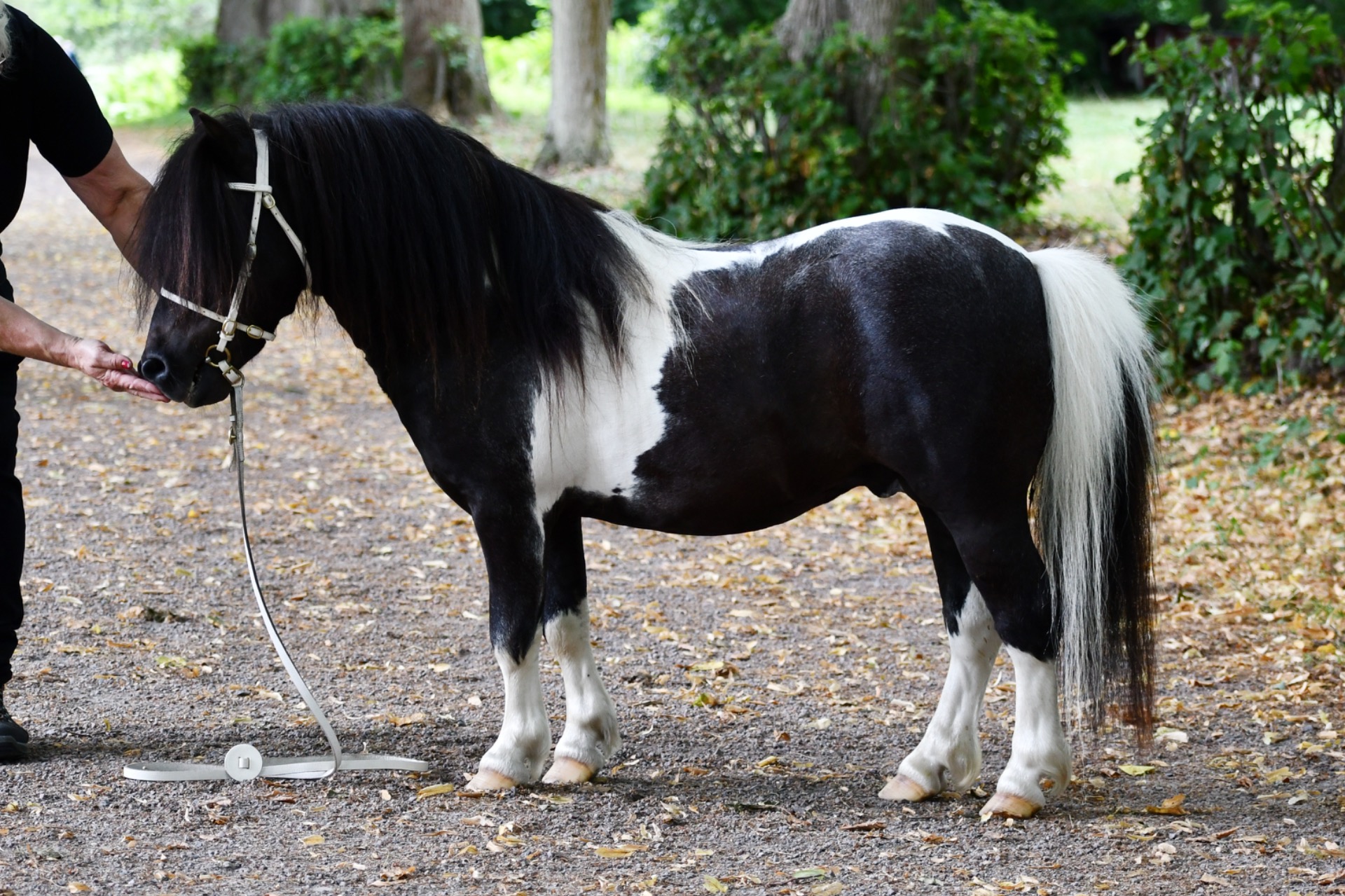 Champion minihingst