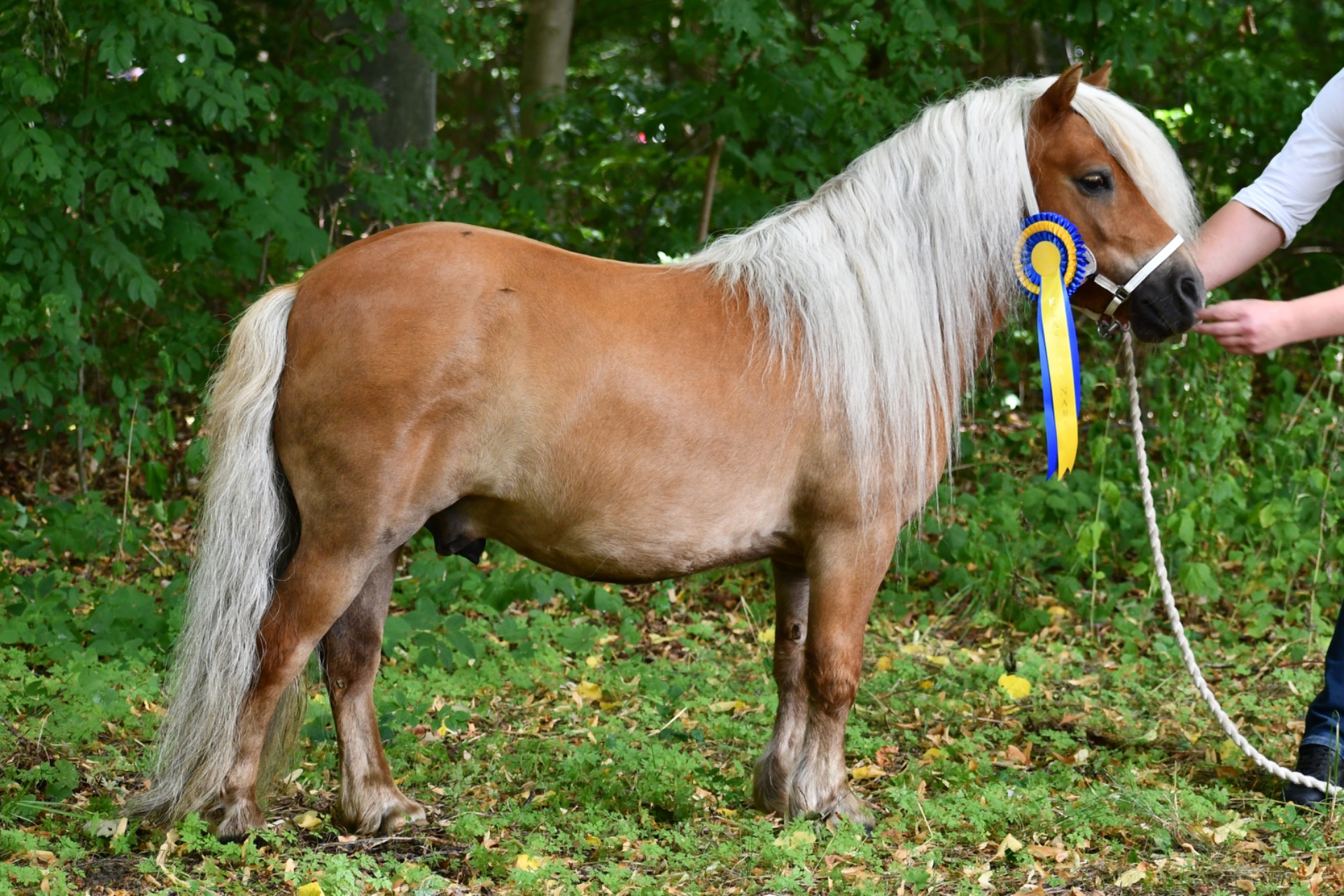 Champion valack