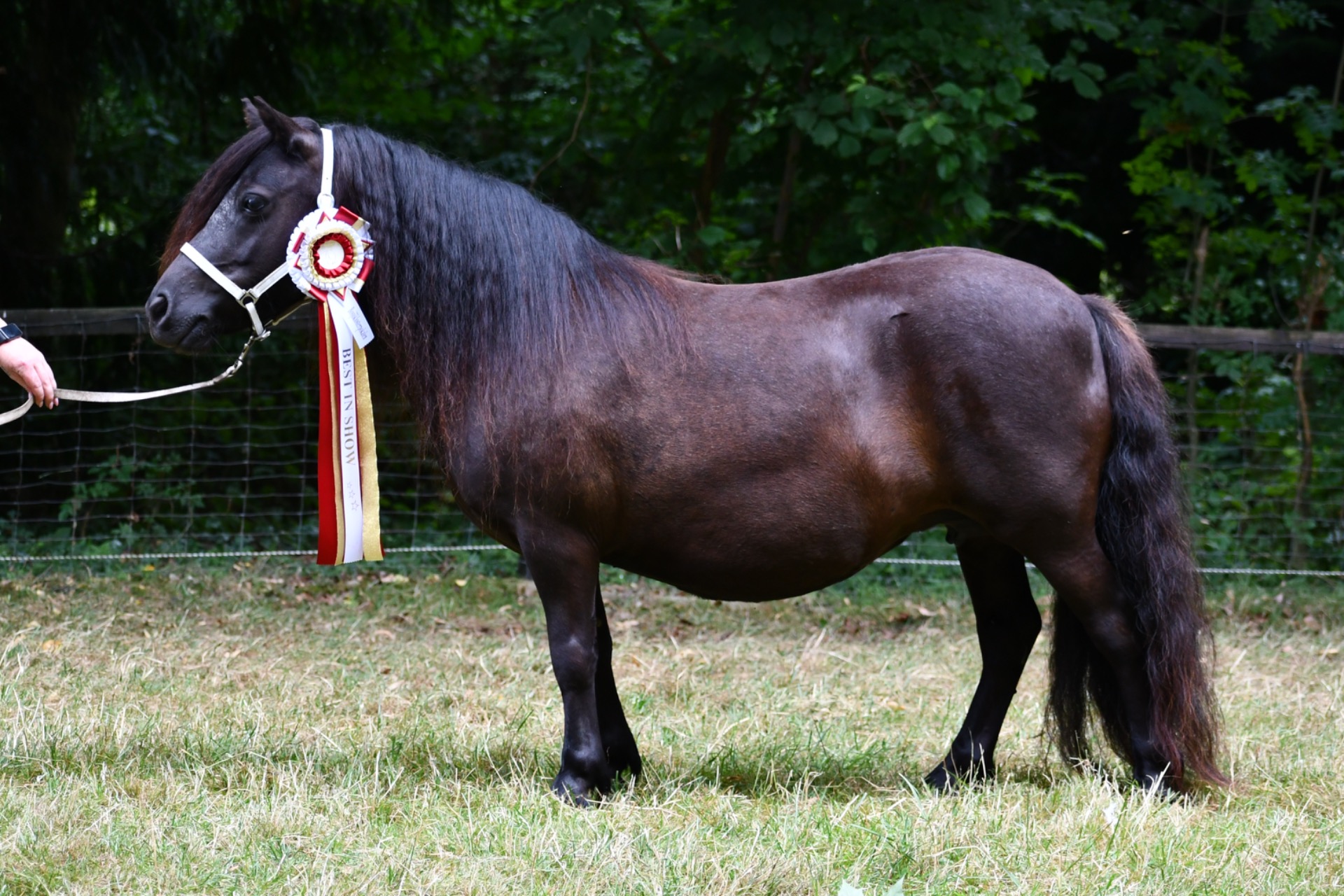 Champion sto & BIS
