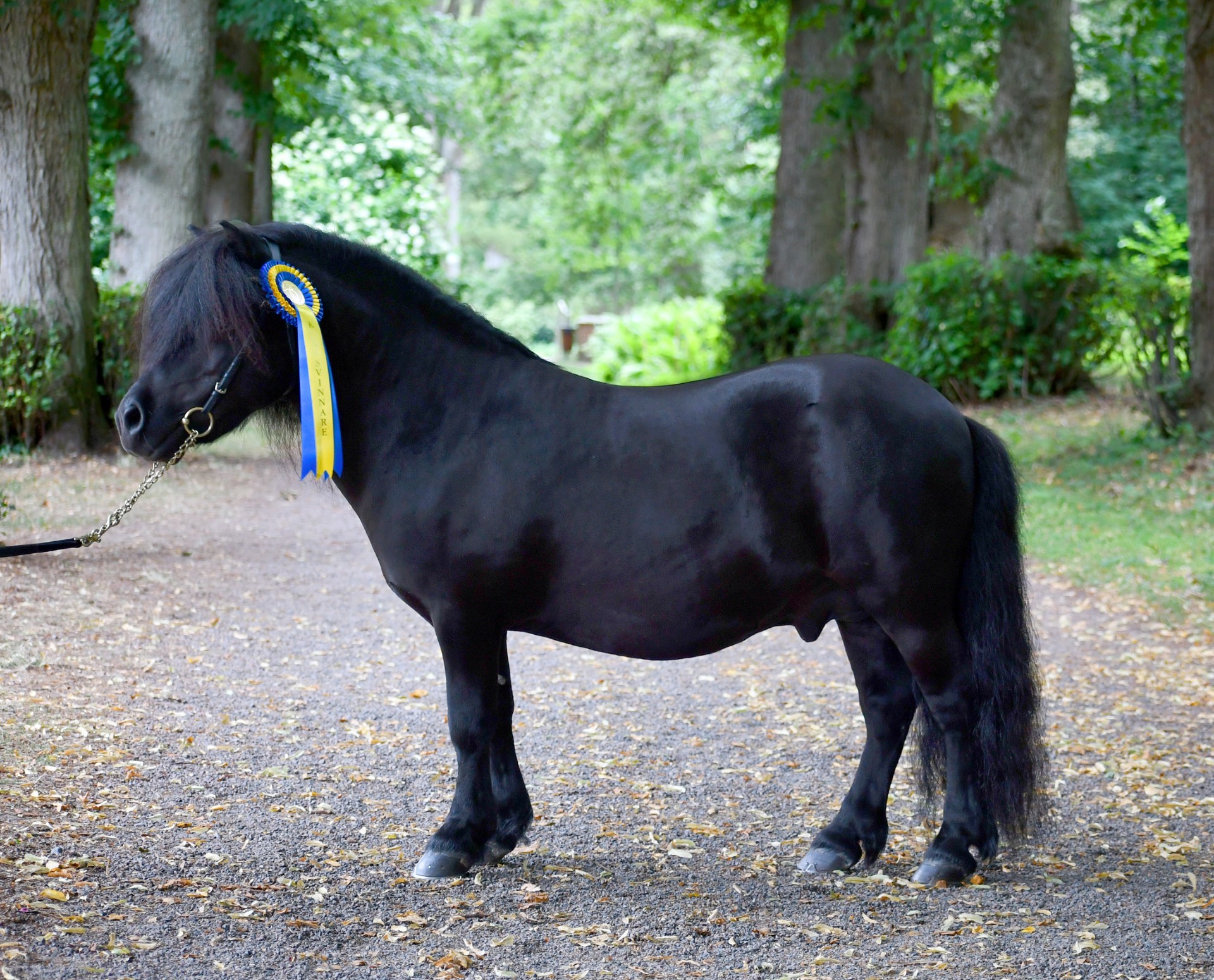 Champion hingst & bästa veteran