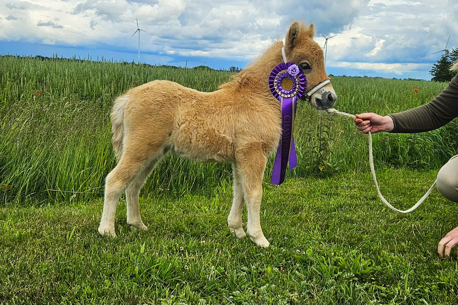 Champion föl