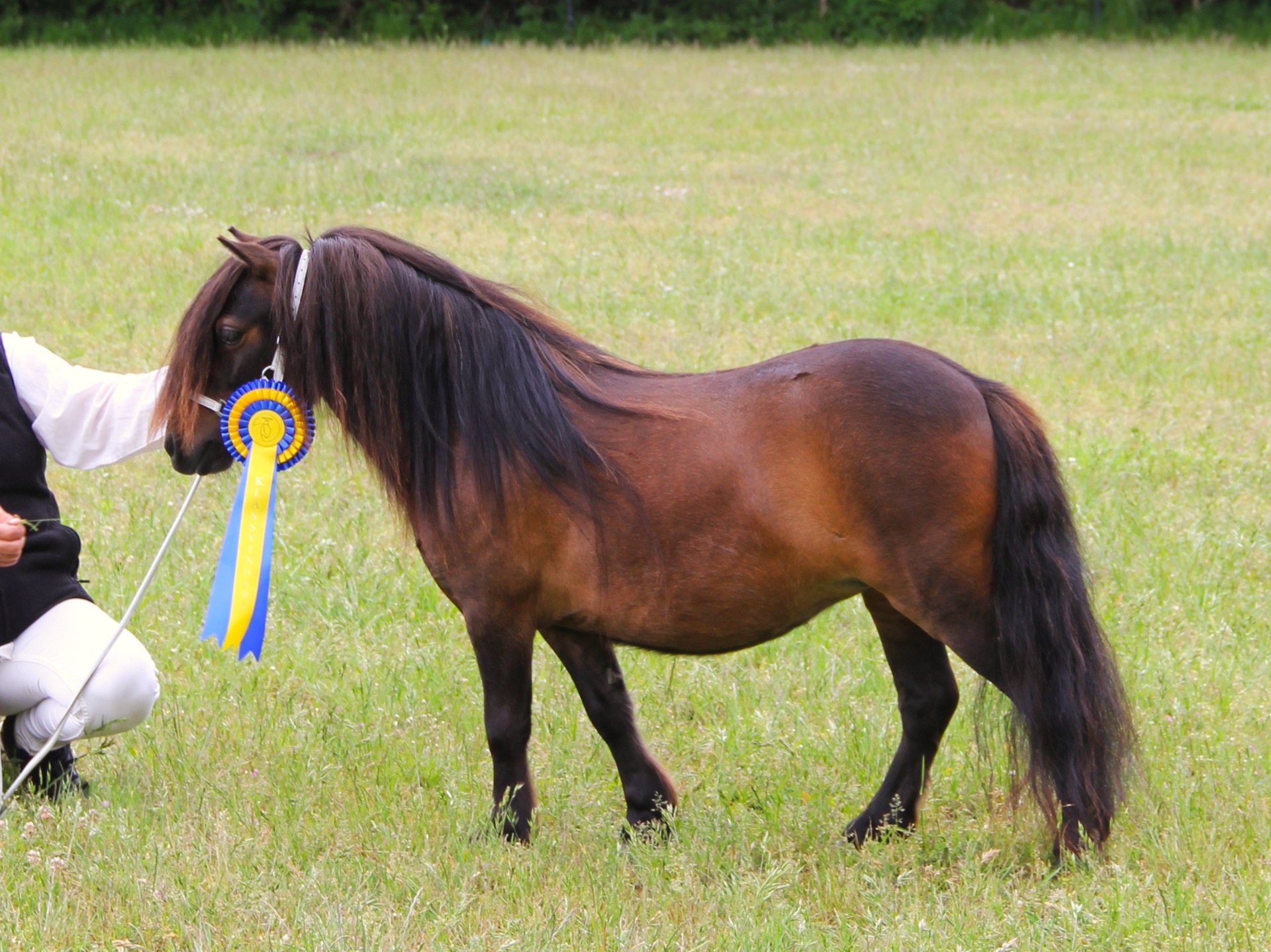 Champion miniungsto