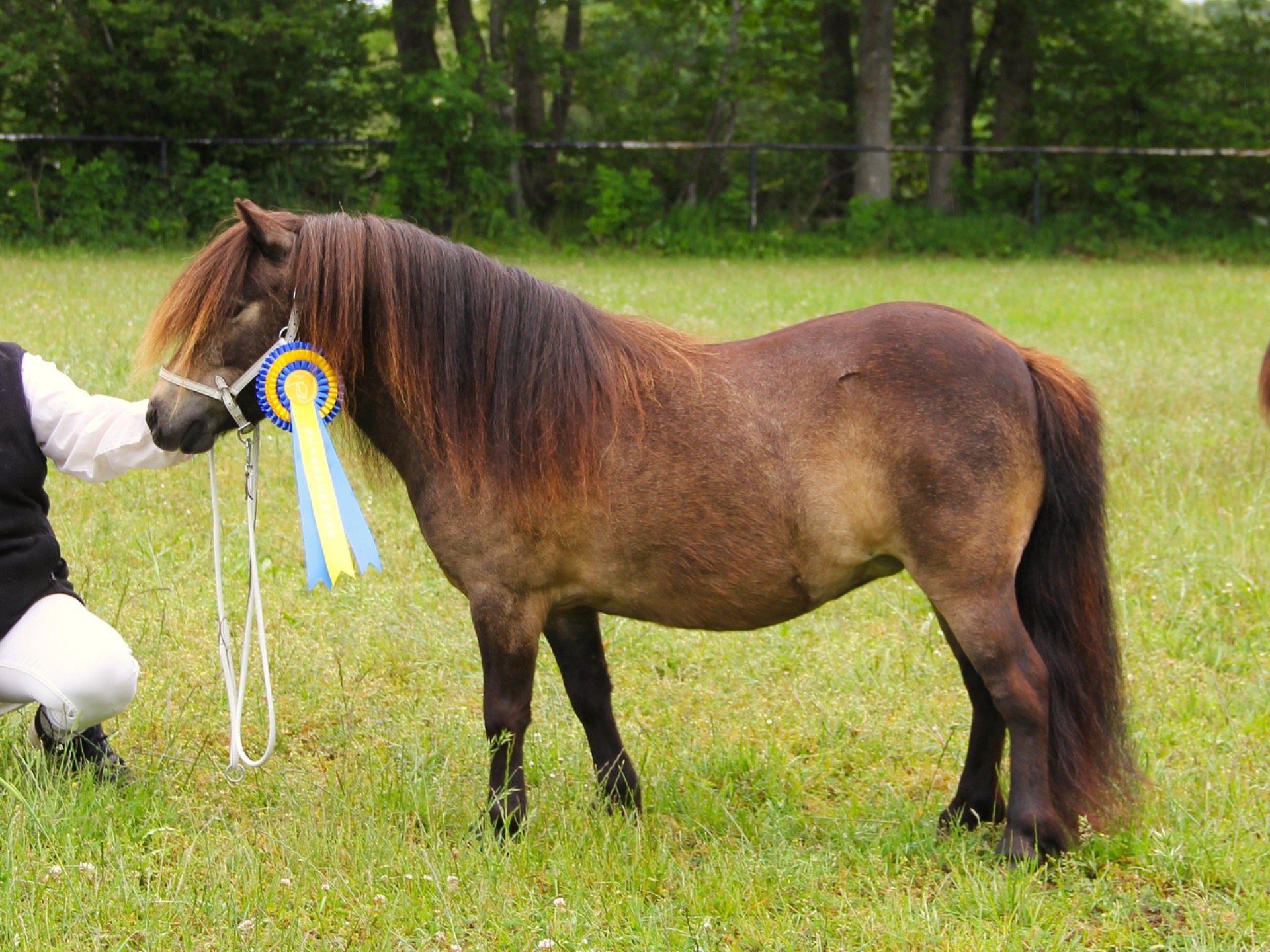 Champion ministo