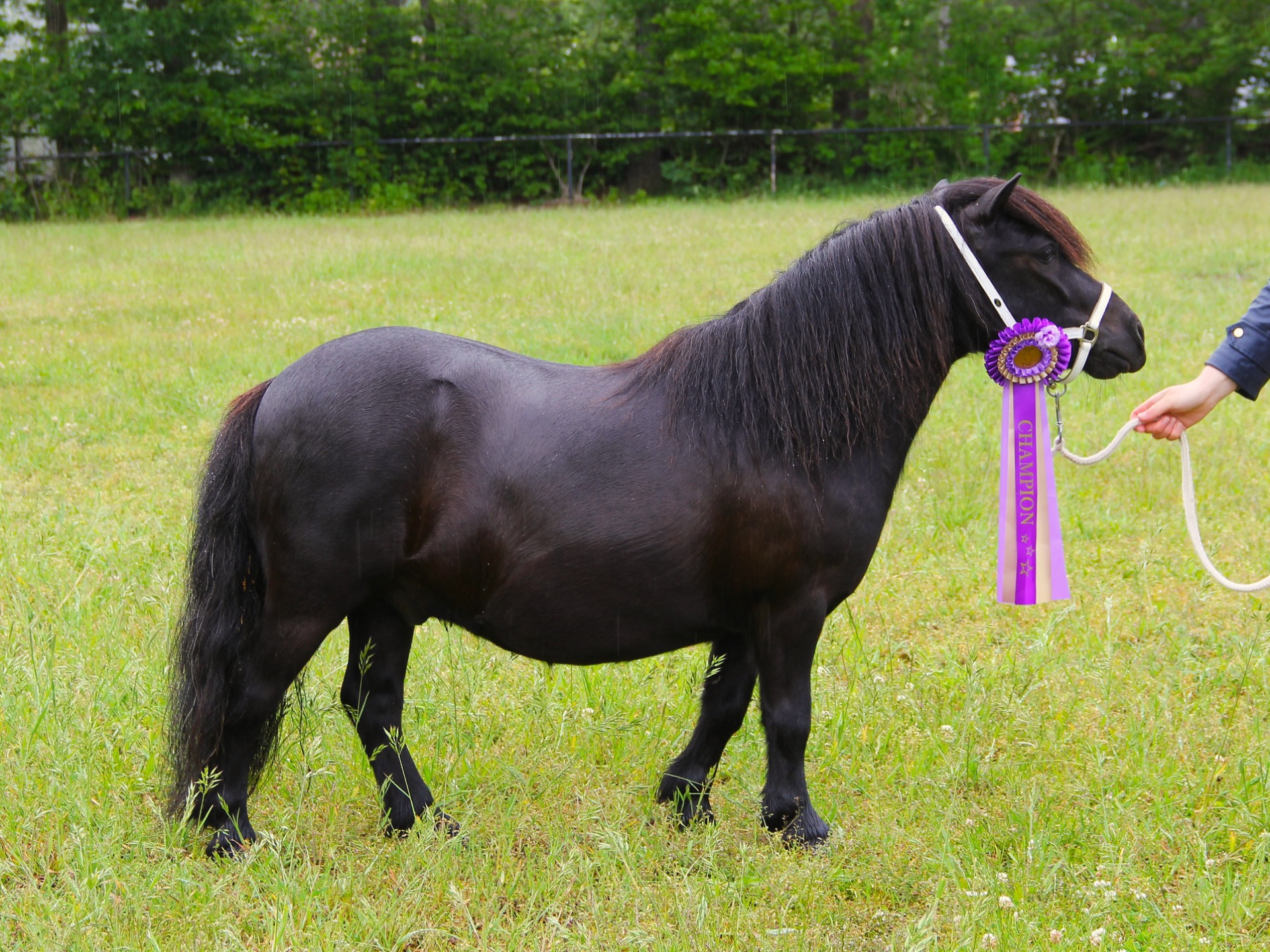 Champion minivalack