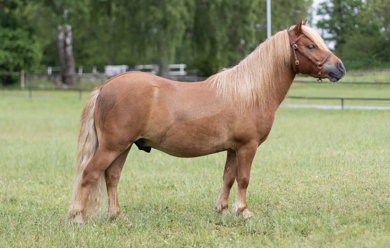 Champion ungvalack