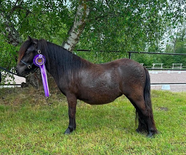 Champion ungsto