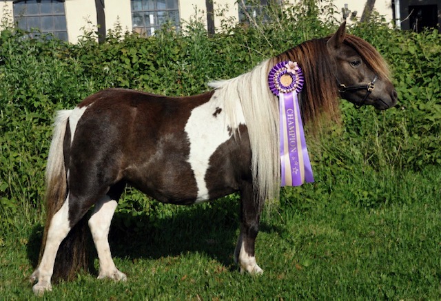 Champion miniungsto