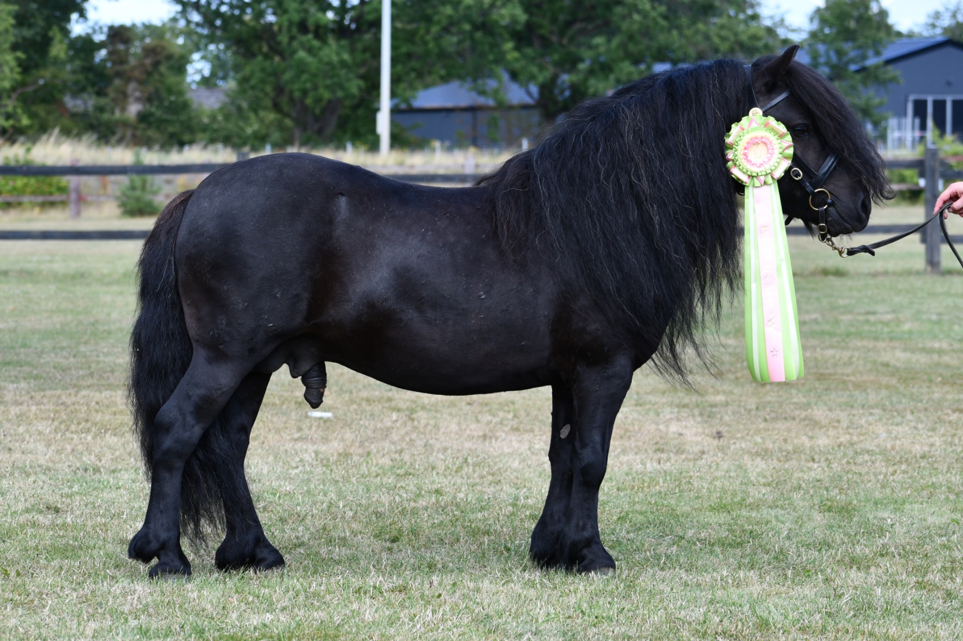 Champion hingst & reserv BIS