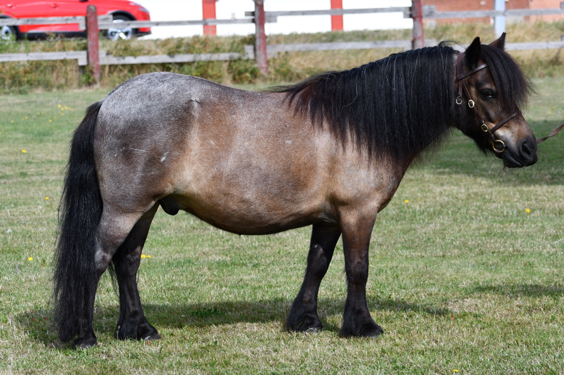 Champion valack